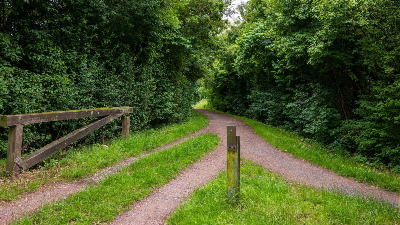 Rustig bospad dat door weelderig groen kronkelt en een serene zomerse scène creëert.
